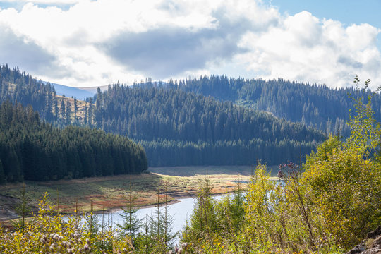 Fir and other pine trees on mountains near Vidra Lake (Lacul Vidra) on a cloudy end of summer afternoon overhanging a valley in the Transylvanian Alps, or Southern Carpathians