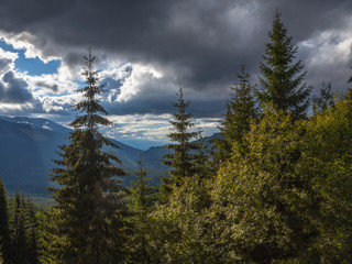 Fir and other pine trees on mountains on a cloudy end of summer/fall afternoon overhanging a valley in the Transylvanian Alps, in the center of Romania