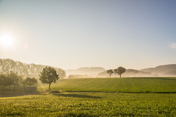 Obraz premium Baum im Nebel