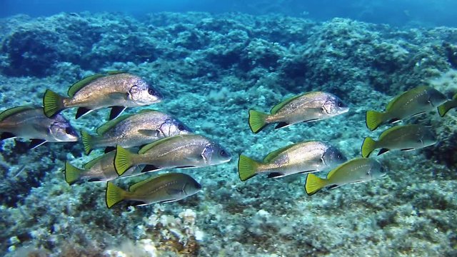 Brown meagre fish shoal - Scuba diving in the Mediterranean