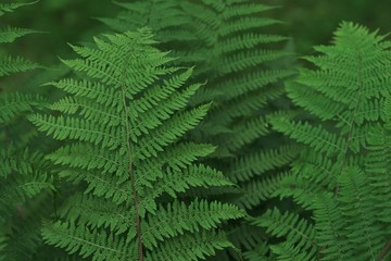 Fototapeta na wymiar Beautiful fern dedicated focus on blurred background of green foliage in sunlight. Wonderful natural texture floral leaf