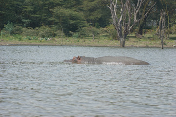 Fototapeta premium Swimming Hippo
