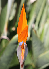 Obraz premium Close up of Bird of Paradise Flower