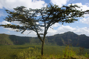 Obraz premium Mountain Tree View