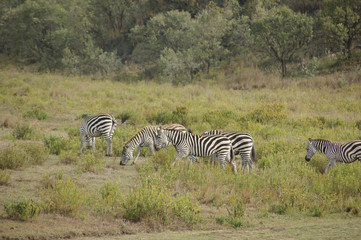 Fototapeta na wymiar Zebras II