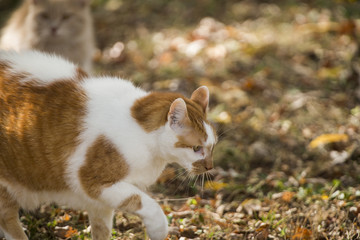 Naklejka na ściany i meble Territorial cats in the backyard on an autumn day
