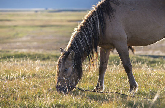 mongolian horse eating on a field
