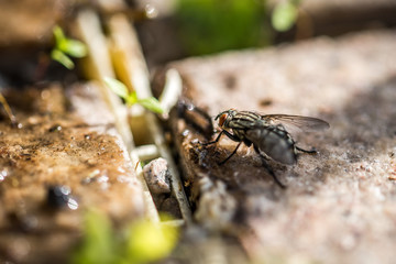 Fliege in Nahaufnahme