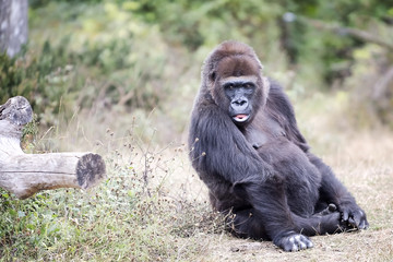 Gorille de 36 ans enceinte