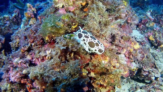 Marine life - Underwater cow nudibranch