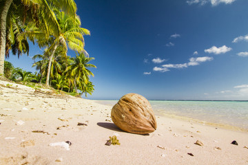 Fototapeta na wymiar coconut on white sand beach with palm trees