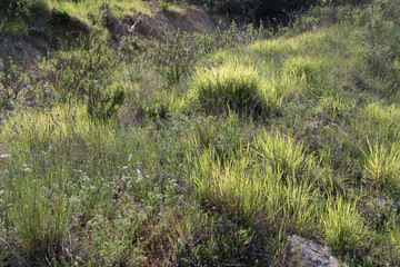 Gras
