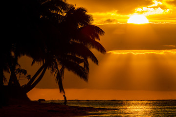 palm tree silhoutte on beach during sunset