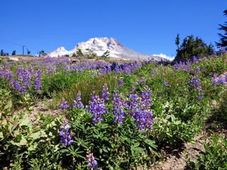 Mount Hood Oregon