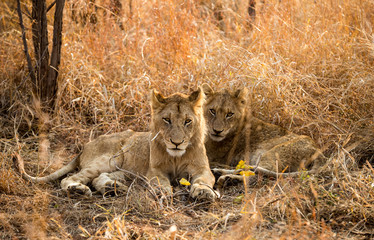Lion Twins