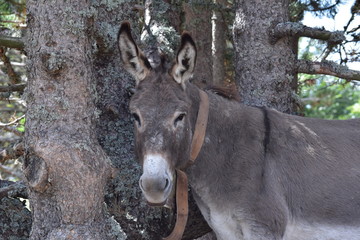ANE GRIS AU MONT VENTOUX