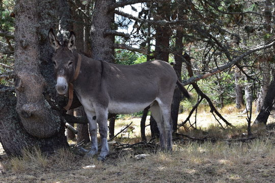 91 MEILLEURES Bourricot IMAGES, PHOTOS ET ILLUSTRATIONS VECTORIELLES