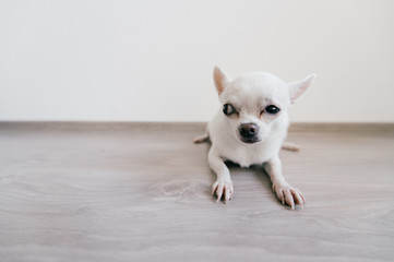 Lonely poor scared chihuhua puppy lying on wooden floor at home. White dog isolated on wall background. Lovely cute domestic animal muzzle. Helpless and unprotected little pet abandoned by its owner.