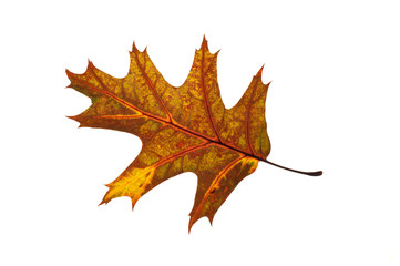 quercus rubra red oak leaf fallen from tree isolated and backlit