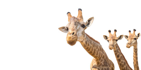 Fototapeta premium lovely giraffe head isolated on white