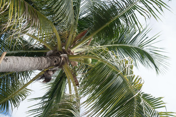 Bottom view of coconut palm tree over summer sky background