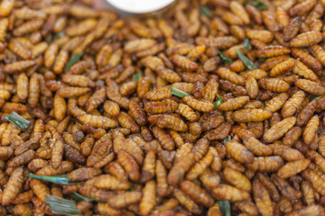 Fried insects crispy silk worm - popular insects snack cheap high protein and low fat food popular in Thailand.