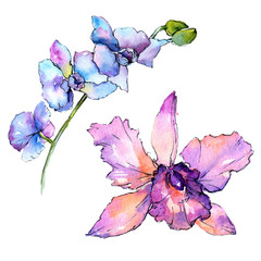 Obraz na płótnie Canvas Wildflower orchid flower in a watercolor style isolated. Full name of the plant: colorful orchid. Aquarelle wild flower for background, texture, wrapper pattern, frame or border.
