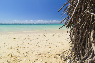 Fototapeta na wymiar coconut palm trees on white sand beach with crystal clear blue sea