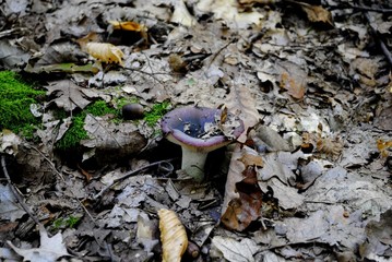 Family of dangerous Amanita phalloides, commonly known as the death cap