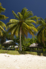 green coconut palm tree leaves above crystal blue sea