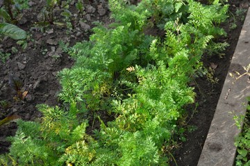 Fototapeta premium Légumes du jardin