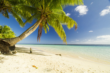 green coconut palm tree leaves above crystal blue sea