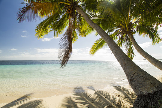green coconut palm tree leaves above crystal blue sea