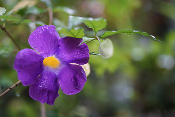 King's mantle purple yellow flower rain drop