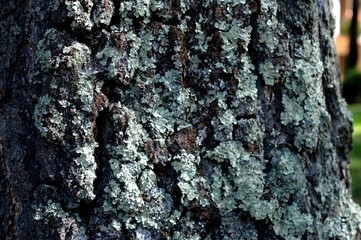 The skin of the tree. Unique nature.