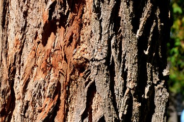 The skin of the tree. Unique nature.