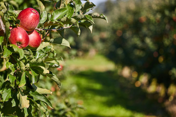 Shiny delicious apples hanging from a tree branch in an apple orchard