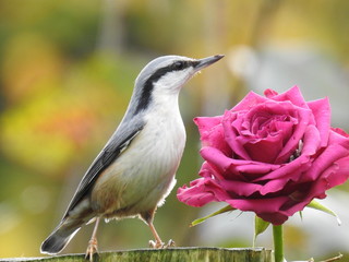 Eurasian nuthatch and a pink rose