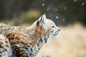 Obraz premium bobcat in the snow