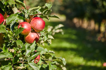 Apple Orchard