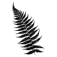 Silhouette of a fern. Black on white background. Vector illustration.