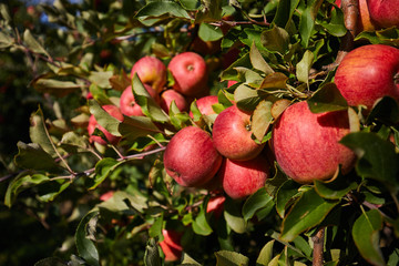 Apple Orchard