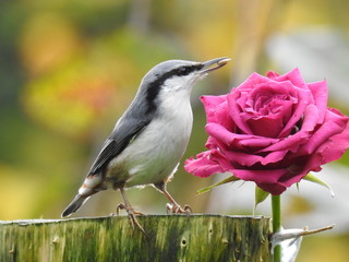 Eurasian nuthatch and a pink rose