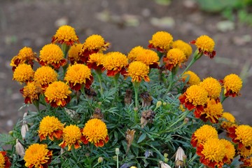 Massif d'oeillets d'Inde