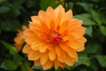 Salmon orange dahlia flower, Beautiful bouquet or decoration from the garden