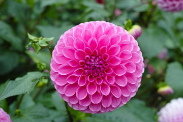 Rosa Rosen-Dahlie-Blume, schöner Blumenstrauß oder Dekoration aus dem Garten