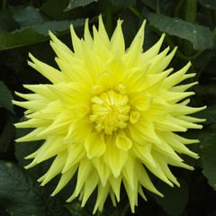 Yellow dahlia flower, beatyful bouquet or decoration from the garden