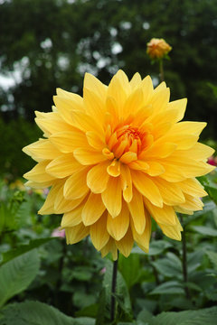 Yellow dahlia flowers Beautiful bouquet or decoration from the garden