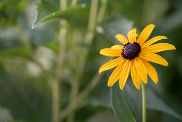 Rudbeckia - Summer yellow flower