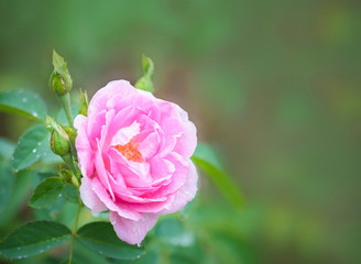 Pink rose, beautiful flower plant in vacation and relaxation  concept